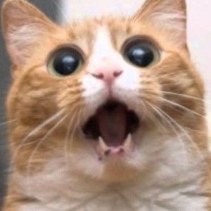 Meet your Posher, Jack